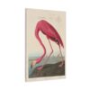 American Flamingo, Birds of America - John James Audubon (1838) - Natural History Canvas Print