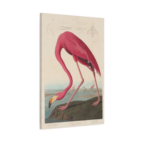 American Flamingo, Birds of America - John James Audubon (1838) - Natural History Canvas Print
