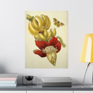 Banana Flower and Fruit, Metamorphosis Insectorum Surinamensium - Maria Sibylla Merian (1705) - Botanical Poster Print