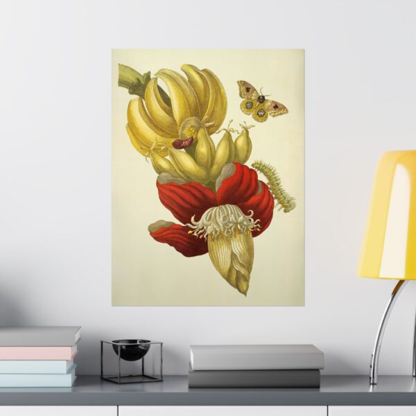 10430227722918422409_2048.jpeg Banana Flower and Fruit, Metamorphosis Insectorum Surinamensium - Maria Sibylla Merian (1705) - Botanical Poster Print
