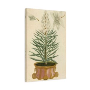 Phytanthoza iconographia, Vol. 1, plate 52 - Johann Wilhelm Weinmann (1737) - Botanical Canvas Print