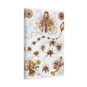 Siphonophorae, Kunstformen der Natur, plate 7 - Ernst Haeckel (1904) - Natural History Canvas Print