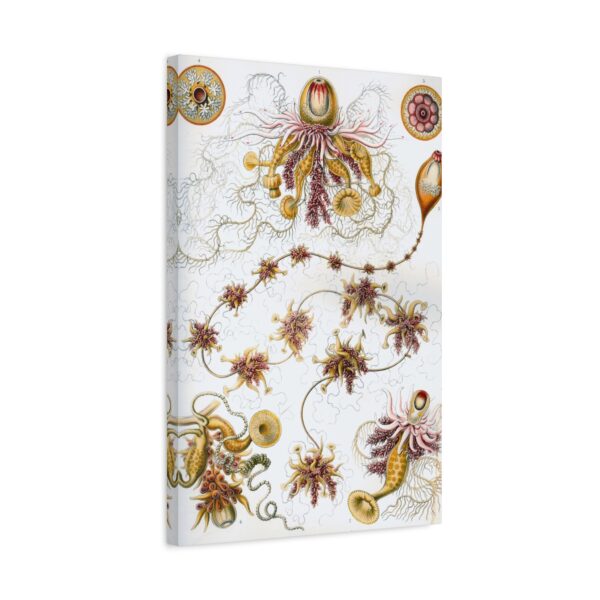 10634180128533216726_2048.jpeg Siphonophorae, Kunstformen der Natur, plate 7 - Ernst Haeckel (1904) - Natural History Canvas Print