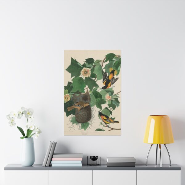 Baltimore Oriole, Birds of America - John James Audubon (1827) - Natural History Poster Print