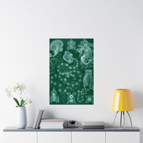 Siphonophorae, Kunstformen der Natur, plate 77 - Ernst Haeckel (1904) - Natural History Poster Print