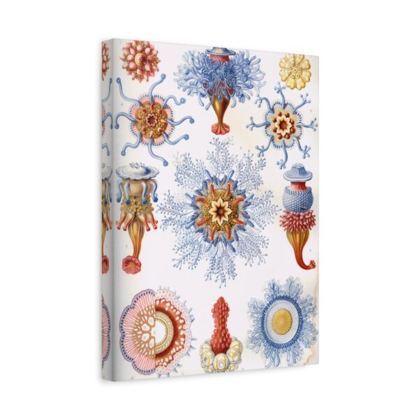 10708496313346941961_2048.jpeg Siphonophorae, Kunstformen der Natur, plate 17 - Ernst Haeckel (1904) - Natural History Canvas Print