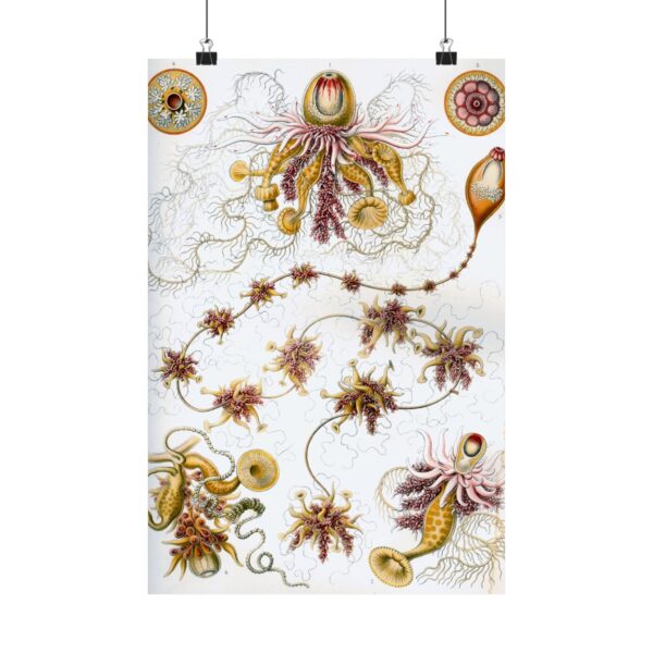 10815793894053114981_2048.jpeg Siphonophorae, Kunstformen der Natur, plate 7 - Ernst Haeckel (1904) - Natural History Poster Print
