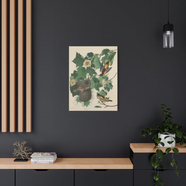 Baltimore Oriole, Birds of America - John James Audubon (1827) - Natural History Canvas Print