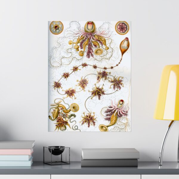 11154669437416740674_2048.jpeg Siphonophorae, Kunstformen der Natur, plate 7 - Ernst Haeckel (1904) - Natural History Poster Print