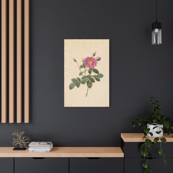 11271914853338468017_2048.jpeg Cabbage Rose (Rosa Centifolia Simplex) - Pierre-Joseph Redouté (c. 1817-24) - Botanical Canvas Print