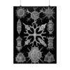 11393659812885619332_2048.jpeg Spumellaria, Kunstformen der Natur, plate 91 - Ernst Haeckel (1904) - Natural History Poster Print
