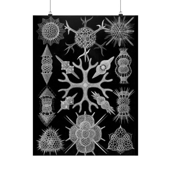11393659812885619332_2048.jpeg Spumellaria, Kunstformen der Natur, plate 91 - Ernst Haeckel (1904) - Natural History Poster Print