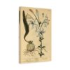 White Lilly (Lilium album), A Curious Herbal - Elizabeth Blackwell (1737) - Botanical Canvas Print