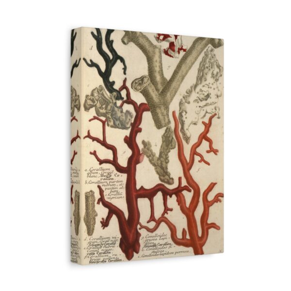 11554291932783508964_2048.jpeg Phytanthoza iconographia, Vol. 2, plate 426 - Johann Wilhelm Weinmann (1739) - Natural History Canvas Print