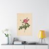 11565303732112058315_2048.jpeg Cabbage Rose (Rosa Centifolia Simplex) - Pierre-Joseph Redouté (c. 1817-24) - Botanical Poster Print