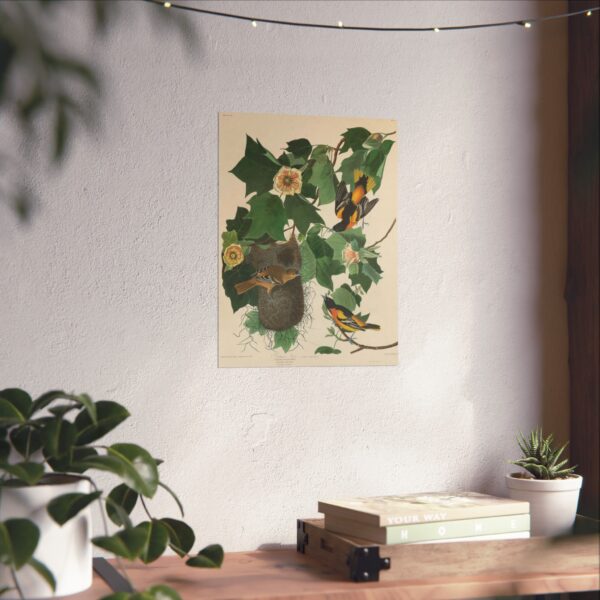 Baltimore Oriole, Birds of America - John James Audubon (1827) - Natural History Poster Print