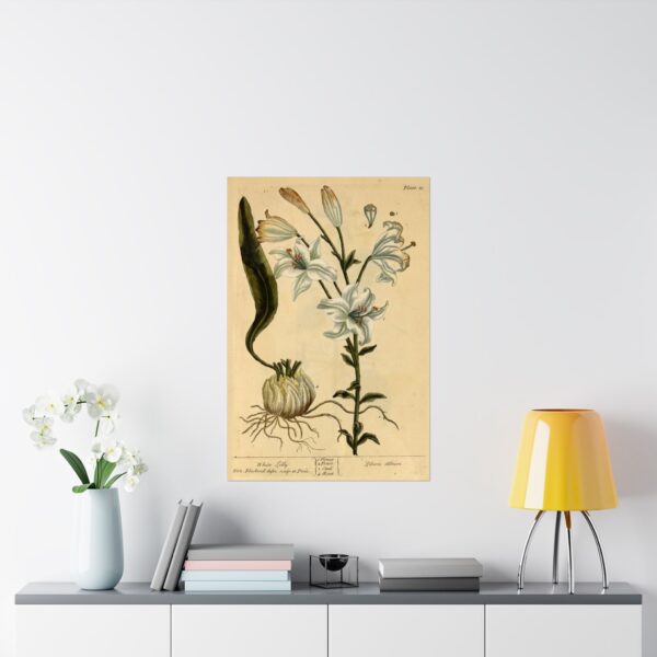 White Lilly (Lilium album), A Curious Herbal - Elizabeth Blackwell (1737) - Botanical Poster Print