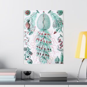 Siphonophorae, Kunstformen der Natur, plate 59 - Ernst Haeckel (1904) - Natural History Poster Print