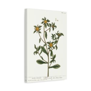 Spiny Starwort (Pallenis spinosa), A Curious Herbal - Elizabeth Blackwell (1739) - Botanical Canvas Print