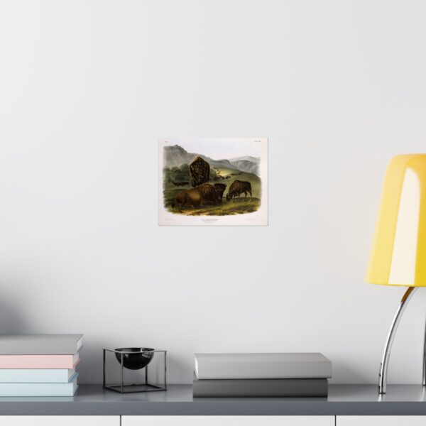 Bos Americanus, American Bison or Buffalo, plate 57 - John James Audubon (1845) - Natural History Poster Print