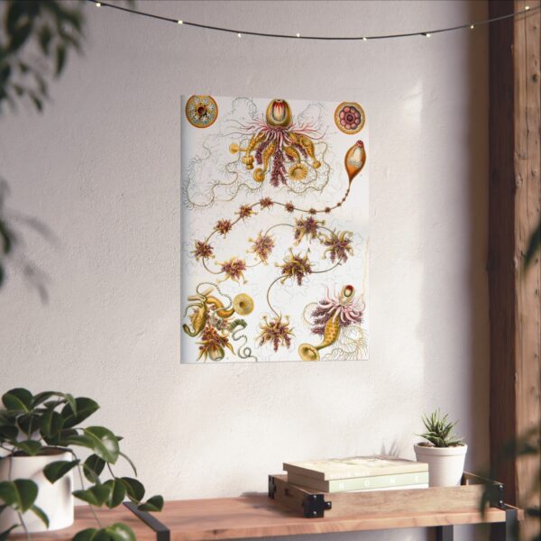 12241893577639297267_2048.jpeg Siphonophorae, Kunstformen der Natur, plate 7 - Ernst Haeckel (1904) - Natural History Poster Print