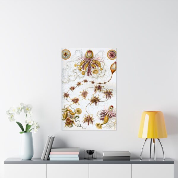 12306640117019286457_2048.jpeg Siphonophorae, Kunstformen der Natur, plate 7 - Ernst Haeckel (1904) - Natural History Poster Print