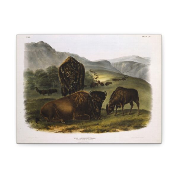 Bos Americanus, American Bison or Buffalo, plate 57 - John James Audubon (1845) - Natural History Canvas Print