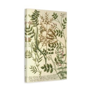 12317003467569320098_2048.jpeg Phytanthoza iconographia, Vol. 3, plate 775 - Johann Wilhelm Weinmann (1742) - Botanical Poster/Canvas Print