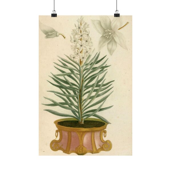 12377171227531605880_2048.jpeg Phytanthoza iconographia, Vol. 1, plate 52 - Johann Wilhelm Weinmann (1737) - Botanical Poster Print