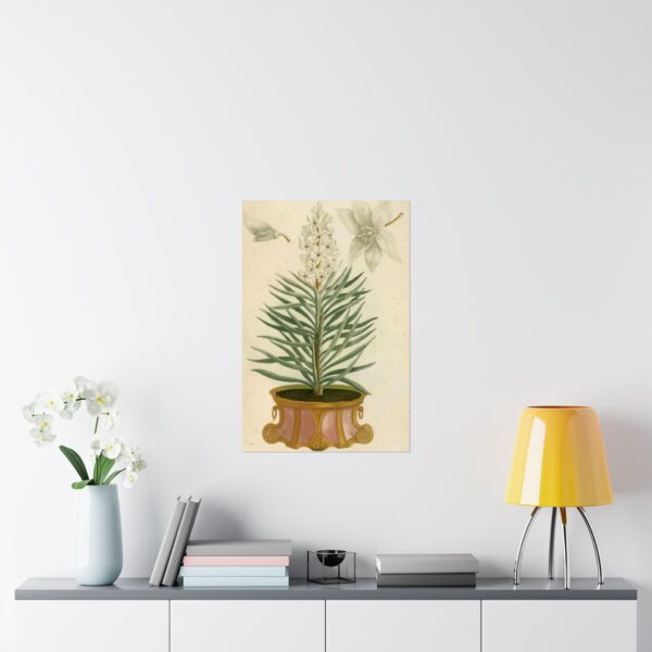 12435247044204044908_2048.jpeg Phytanthoza iconographia, Vol. 1, plate 52 - Johann Wilhelm Weinmann (1737) - Botanical Poster Print