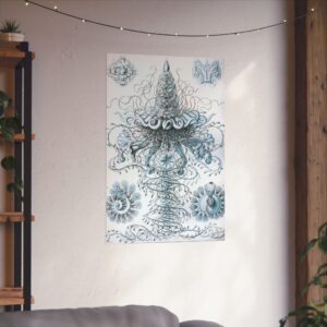 Siphonophorae, Kunstformen der Natur, plate 37 - Ernst Haeckel (1904) - Natural History Poster Print