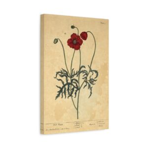 12712768020102472462_2048.jpeg Red Poppy (Papaver, rubrum, erraticum, rhoeas), A Curious Herbal - Elizabeth Blackwell (1737) - Botanical Canvas Print