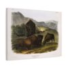 Bos Americanus, American Bison or Buffalo, plate 57 - John James Audubon (1845) - Natural History Canvas Print