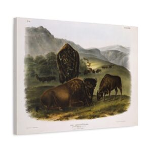 12829896281555958497_2048.jpeg Bos Americanus, American Bison or Buffalo, plate 57 - John James Audubon (1845) - Natural History Canvas Print