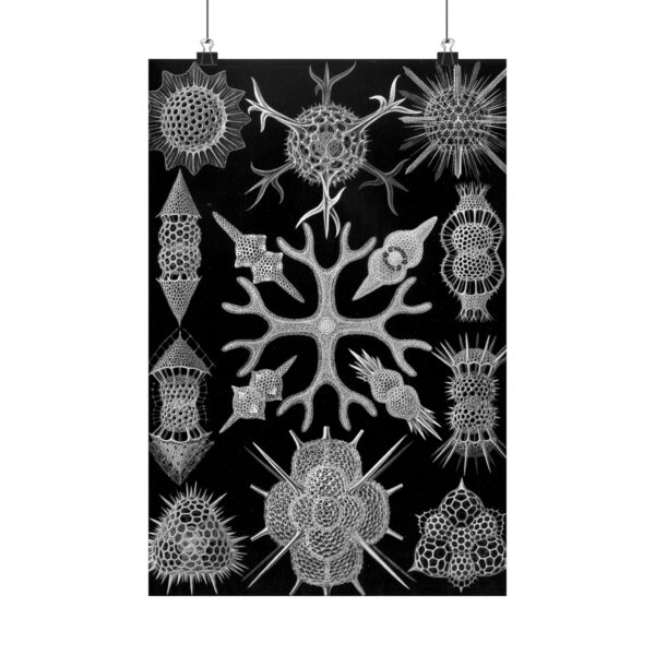 12971070745295202981_2048.jpeg Spumellaria, Kunstformen der Natur, plate 91 - Ernst Haeckel (1904) - Natural History Poster Print
