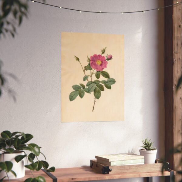 13030732073319529618_2048.jpeg Cabbage Rose (Rosa Centifolia Simplex) - Pierre-Joseph Redouté (c. 1817-24) - Botanical Poster Print