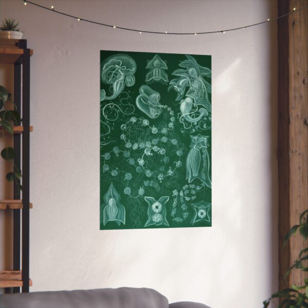 Siphonophorae, Kunstformen der Natur, plate 77 - Ernst Haeckel (1904) - Natural History Poster Print