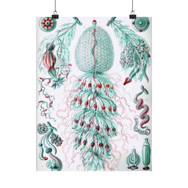 Siphonophorae, Kunstformen der Natur, plate 59 - Ernst Haeckel (1904) - Natural History Poster Print