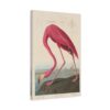 American Flamingo, Birds of America - John James Audubon (1838) - Natural History Canvas Print