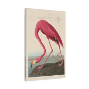 American Flamingo, Birds of America - John James Audubon (1838) - Natural History Canvas Print