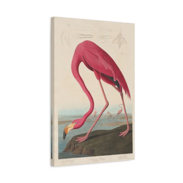 American Flamingo, Birds of America - John James Audubon (1838) - Natural History Canvas Print