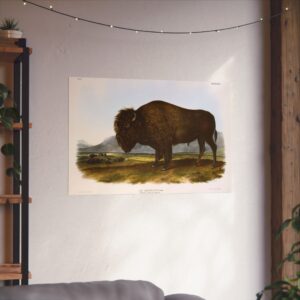 Bos Americanus, American Bison or Buffalo, plate 56 - John James Audubon (1845) - Natural History Poster Print