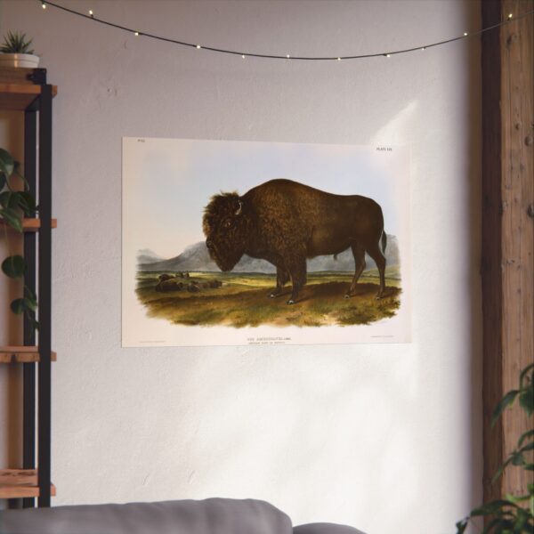 Bos Americanus, American Bison or Buffalo, plate 56 - John James Audubon (1845) - Natural History Poster Print