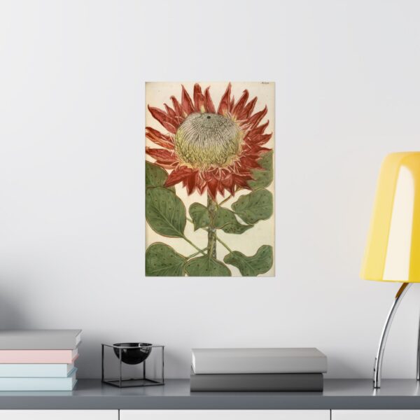 13466923506868160298_2048.jpeg Phytanthoza iconographia, Vol. 4, plate 892 - Johann Wilhelm Weinmann (1745) - Botanical Poster Print