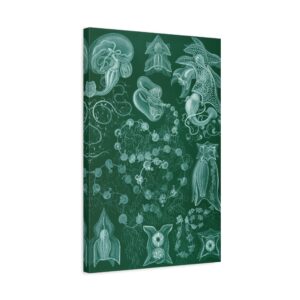 Siphonophorae, Kunstformen der Natur, plate 77 - Ernst Haeckel (1904) - Natural History Canvas Print