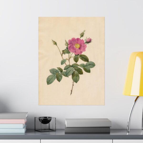 13585925229719663574_2048.jpeg Cabbage Rose (Rosa Centifolia Simplex) - Pierre-Joseph Redouté (c. 1817-24) - Botanical Poster Print
