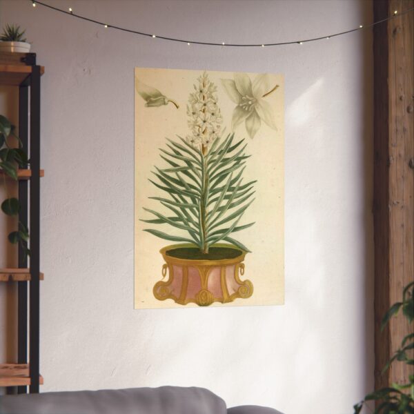 13796876783222003297_2048.jpeg Phytanthoza iconographia, Vol. 1, plate 52 - Johann Wilhelm Weinmann (1737) - Botanical Poster Print