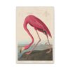 American Flamingo, Birds of America - John James Audubon (1838) - Natural History Canvas Print
