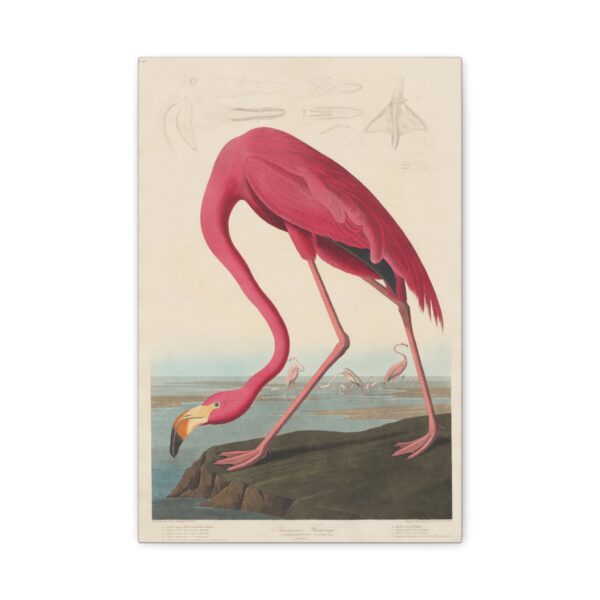 American Flamingo, Birds of America - John James Audubon (1838) - Natural History Canvas Print