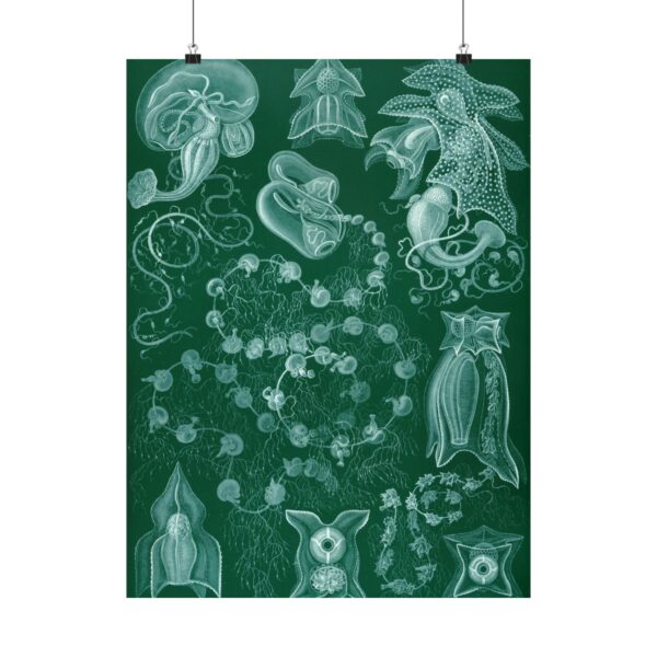 Siphonophorae, Kunstformen der Natur, plate 77 - Ernst Haeckel (1904) - Natural History Poster Print